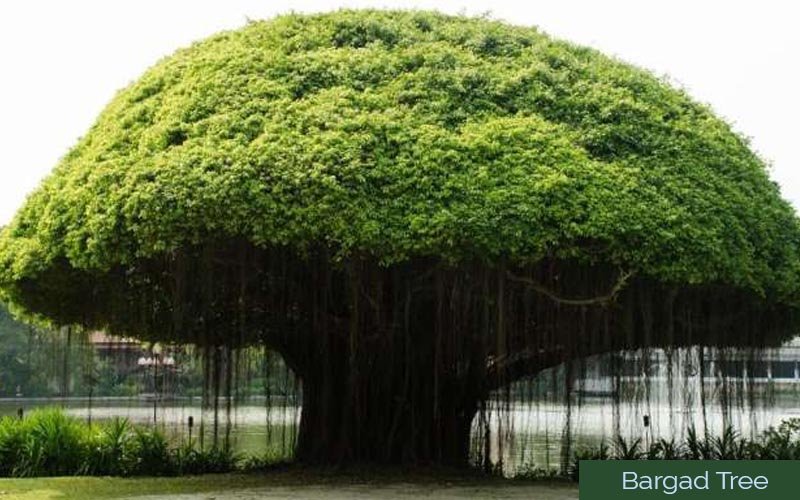banyan