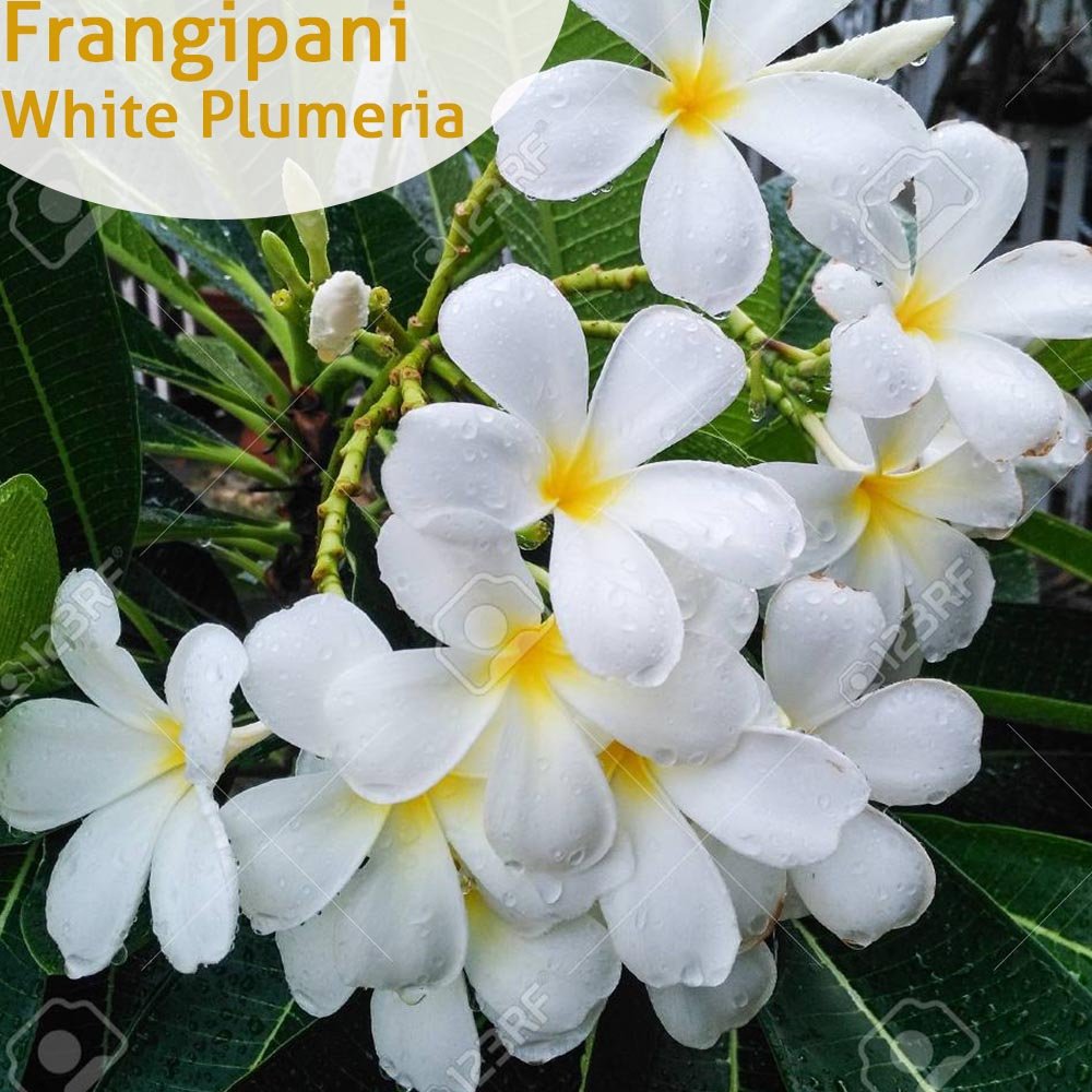 Frangipani White Plumeria