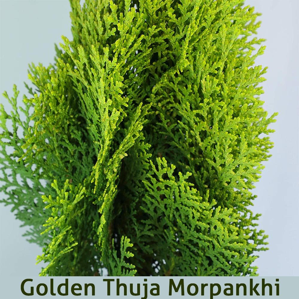 Morpankhi, Golden Tuja