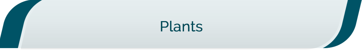 Plants