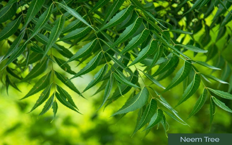 neem